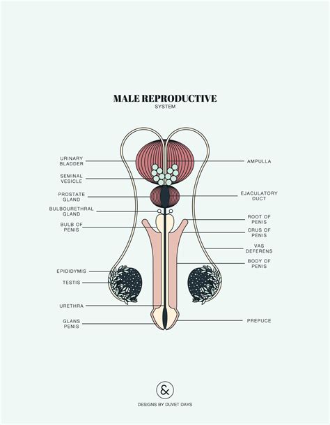 男人生殖系統|男性生殖系統 (male reproductive system)